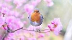 spring-bird-2295436_1920.jpg